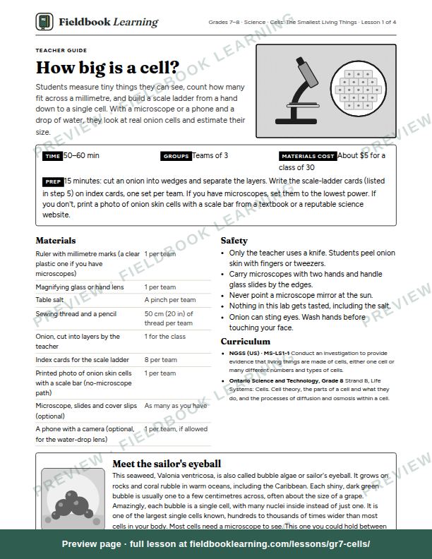 First page of the How big is a cell? teacher guide